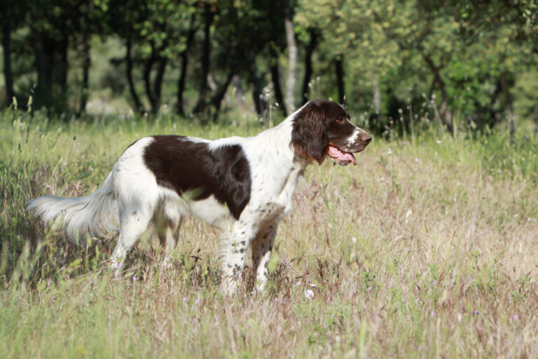 épagneul français à la chasse