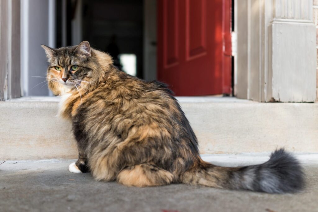 chat dehors devant la maison