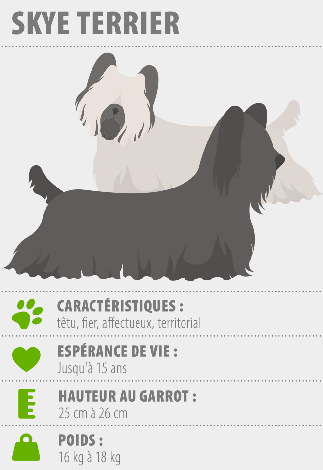 skye terrier infographie