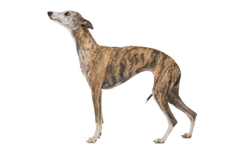 lévrier whippet