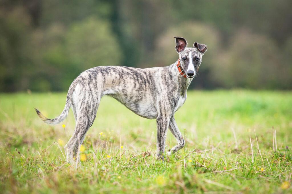 whippet dans l'herbe