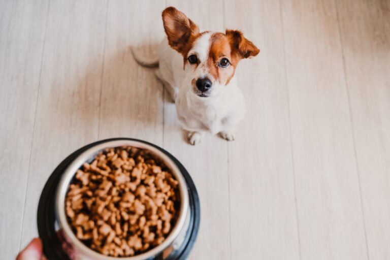 calculer la quantité nourriture de son chien