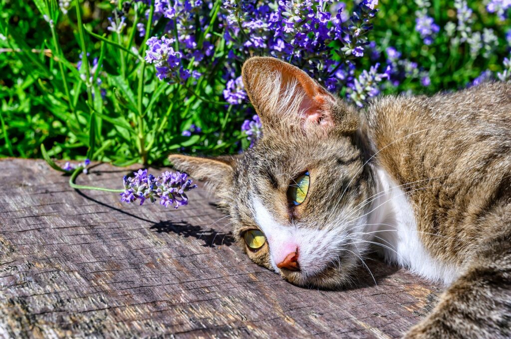 chat qui sent la lavande