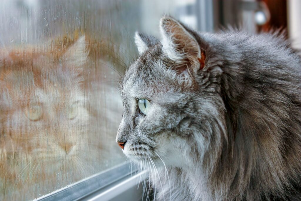 chat enrhumé qui regarde par la fenêtre