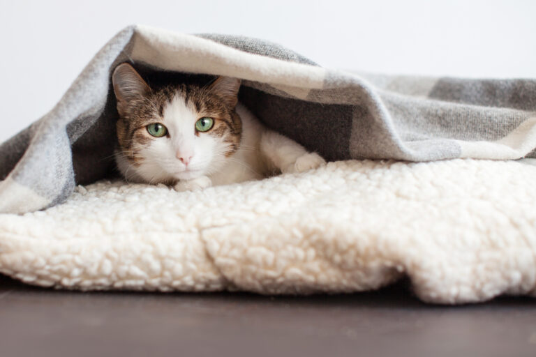 chat enrhumé sous les couvertures