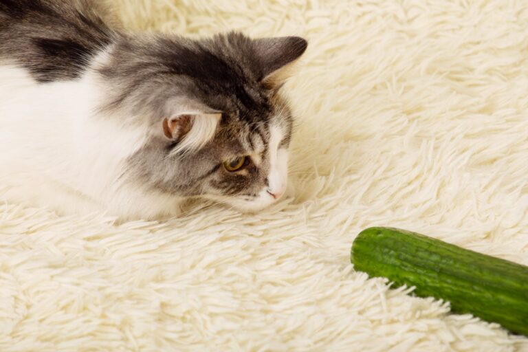 chat qui a peur d'un concombre