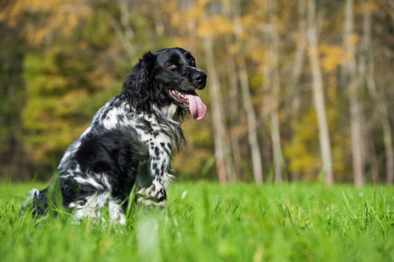 chien munsterlander