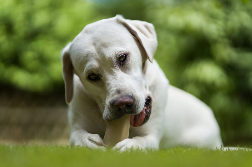 chiot qui mordille une friandise