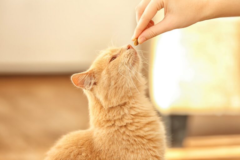 chat qui reçoit un complément alimentaire