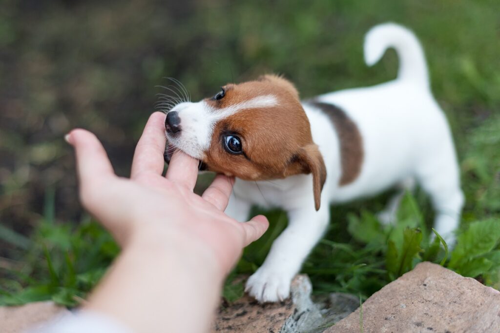 jack russell qui mord en jouant