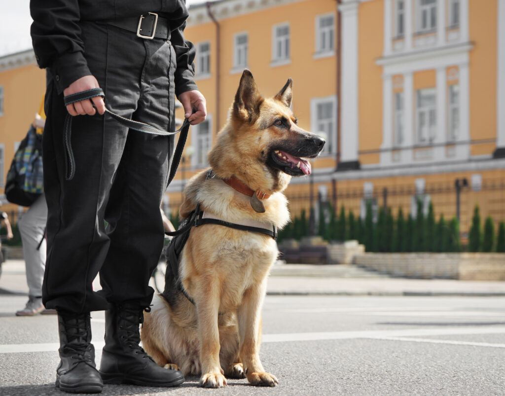 Chien policier Chien policier