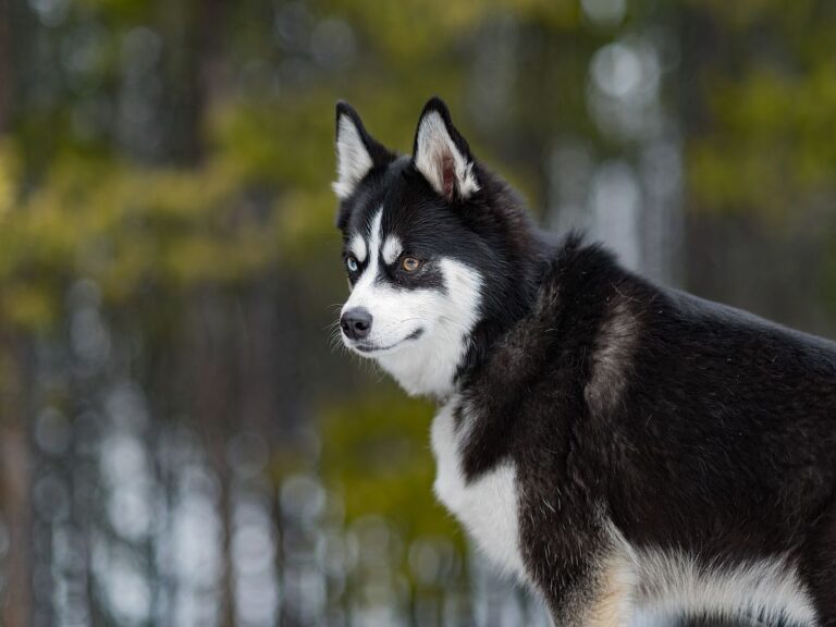 chien pomsky dans la forêt