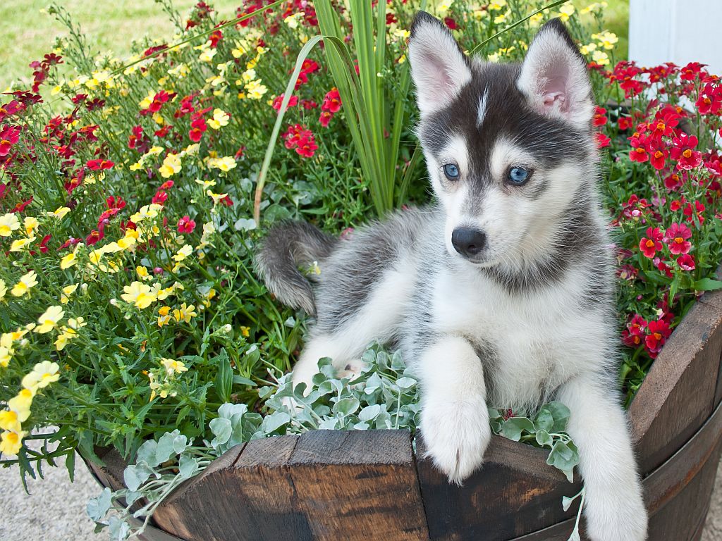 chiot pomsky