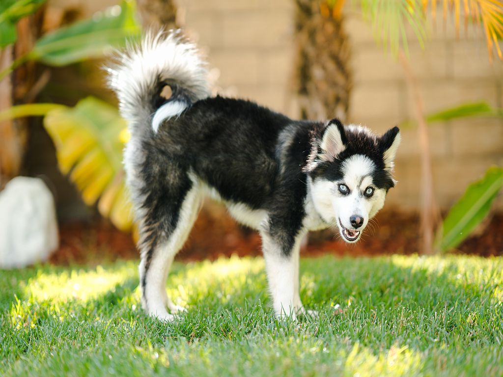 chien pomsky dans l'herbe