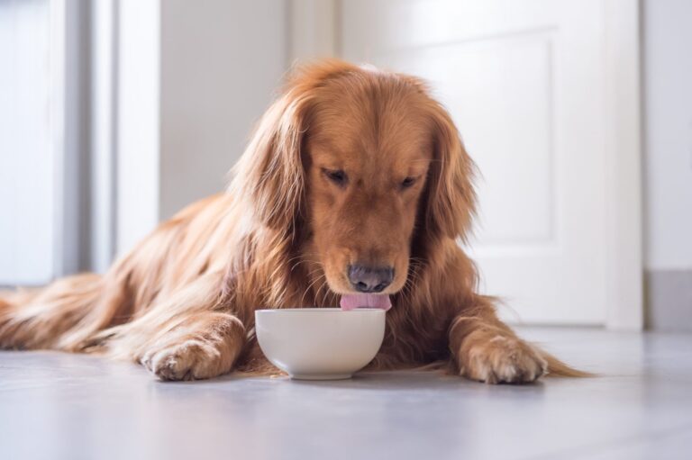 chien âgé qui mange des croquettes