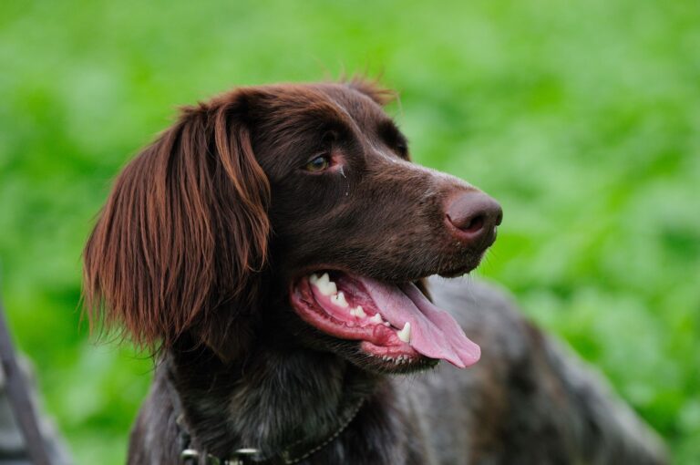 chien d'arrêt allemand à poil long