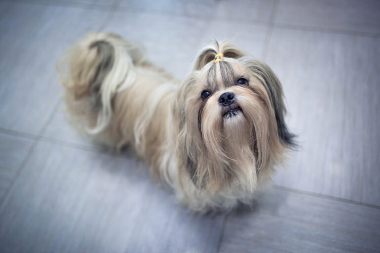 alimentation du shih tzu