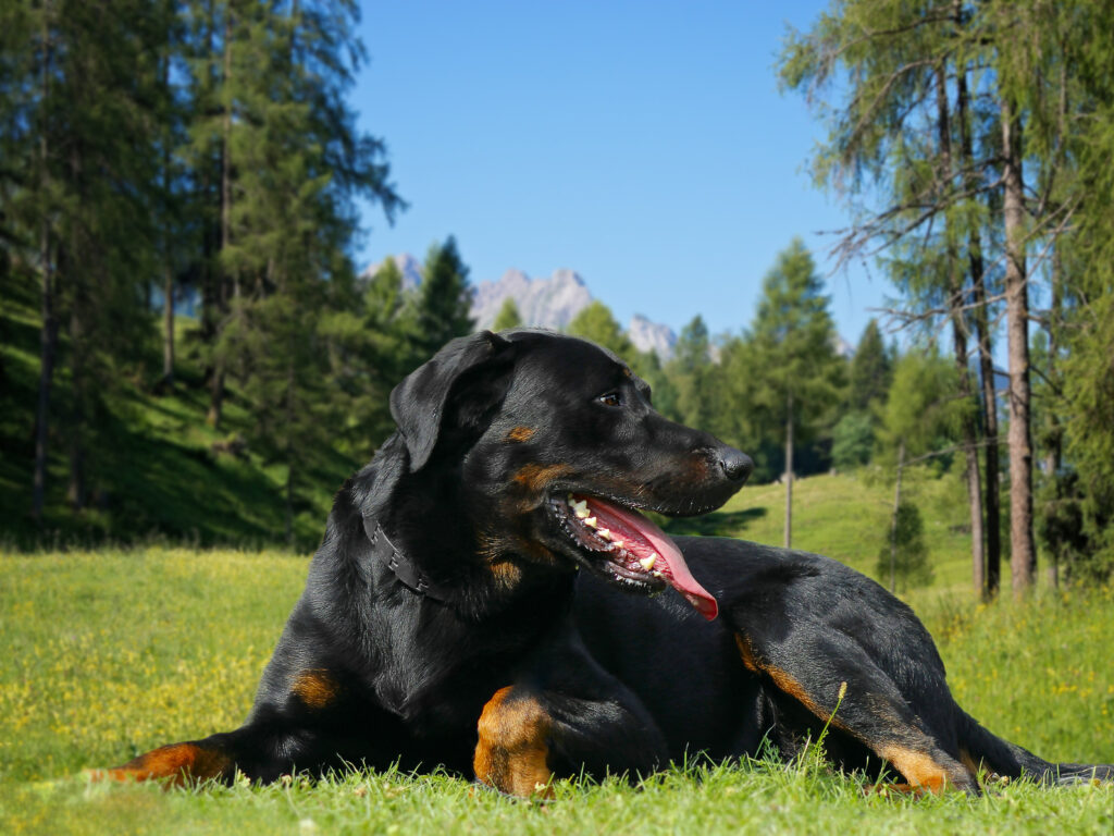 beauceron beauceron