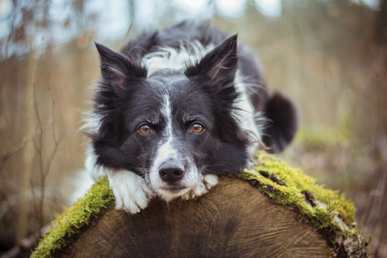 border collie alimentation