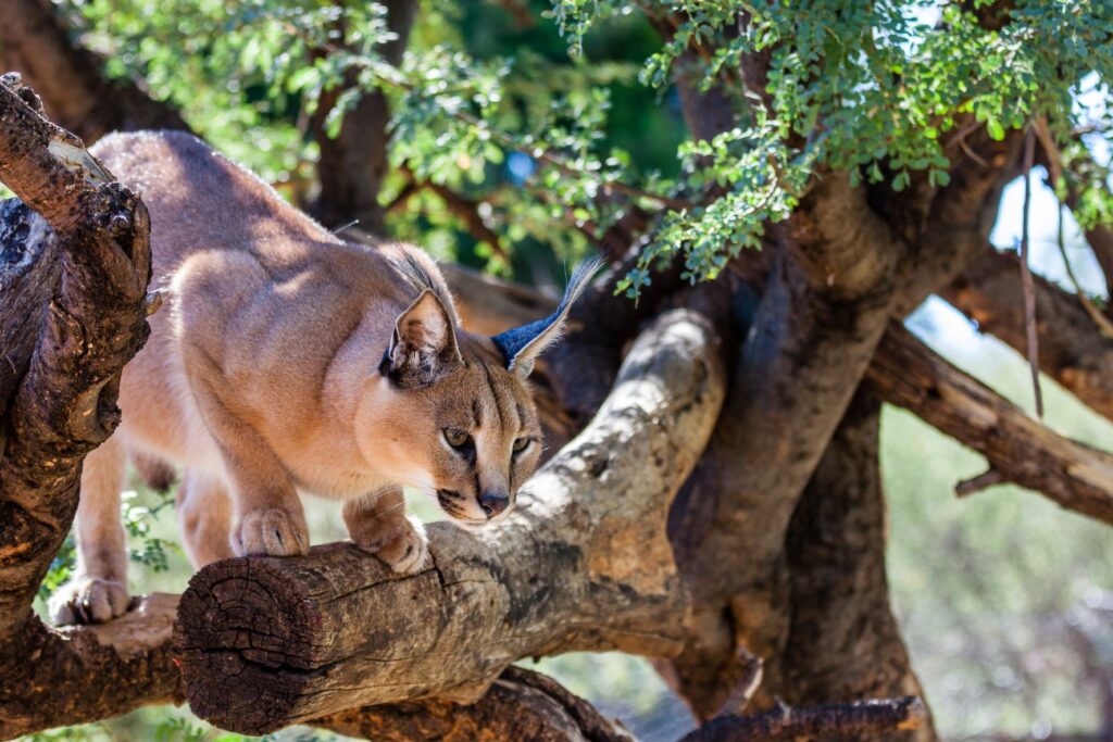 caracal qui chasse caracal qui chasse