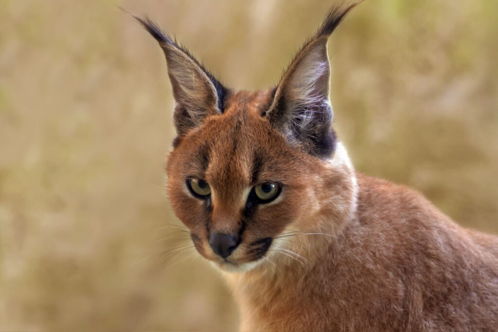 caracal vu de près caracal vu de près