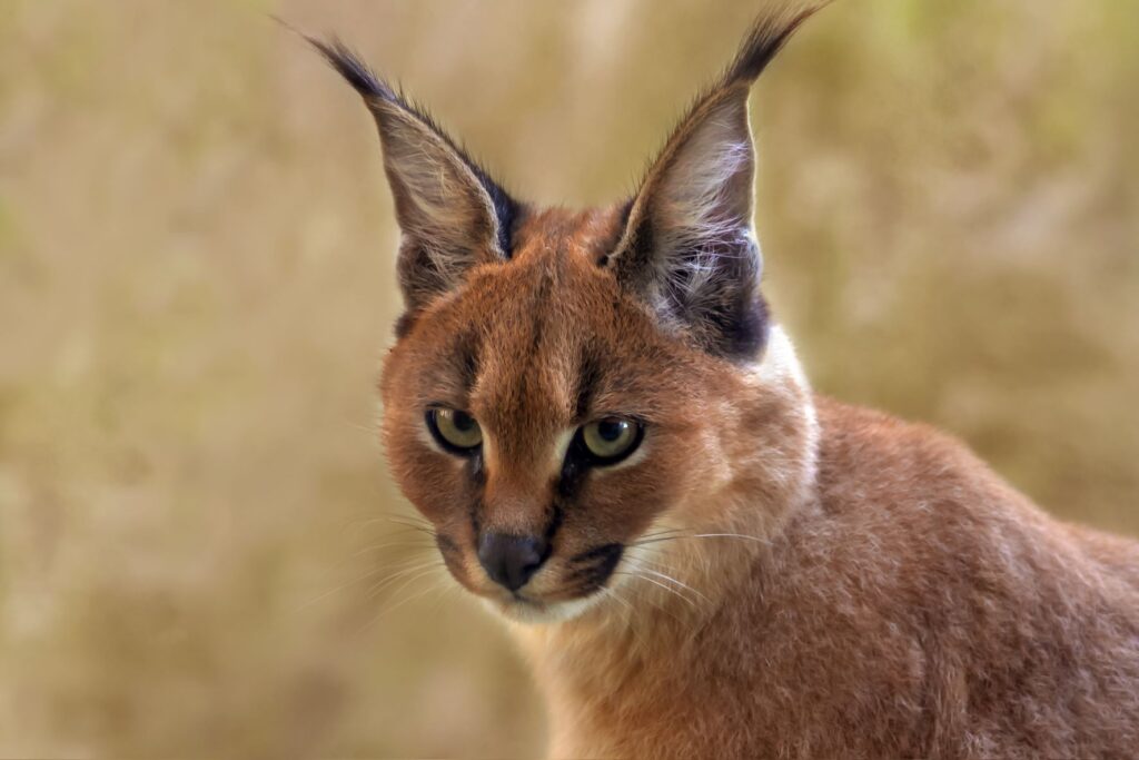 caracal vu de près