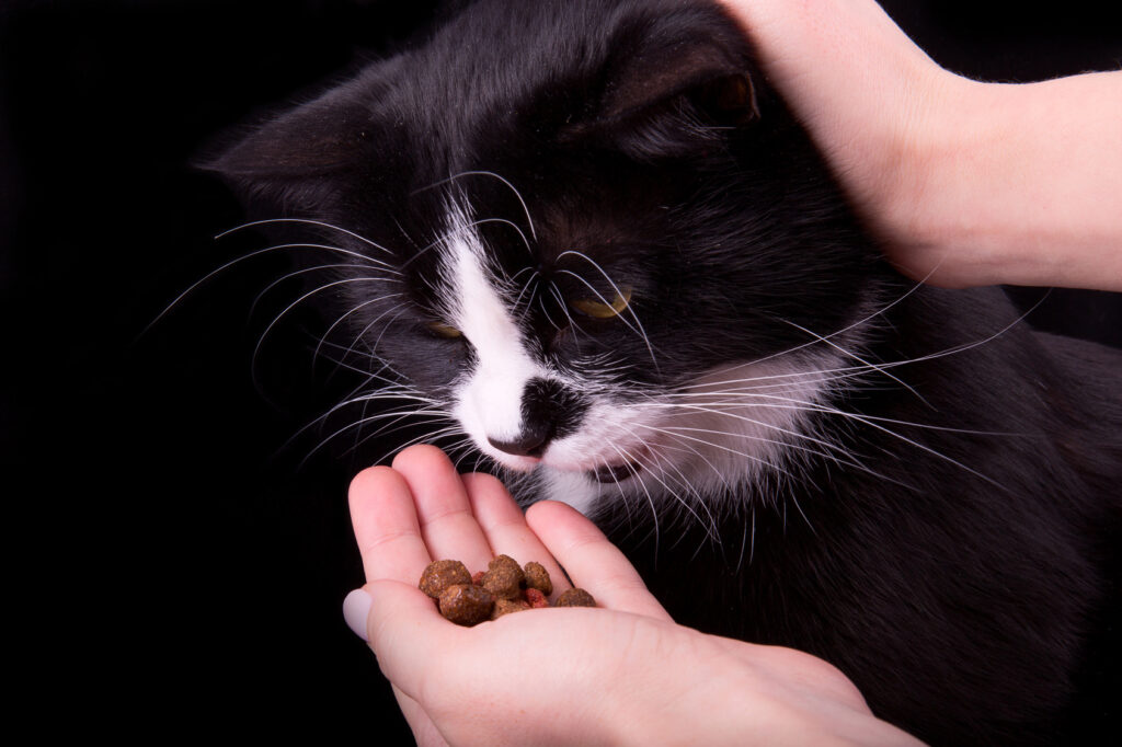 chat mange des croquettes pour chat stérilisé