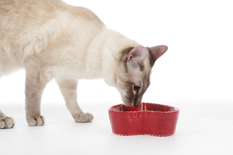 alimentation chat stérilisé