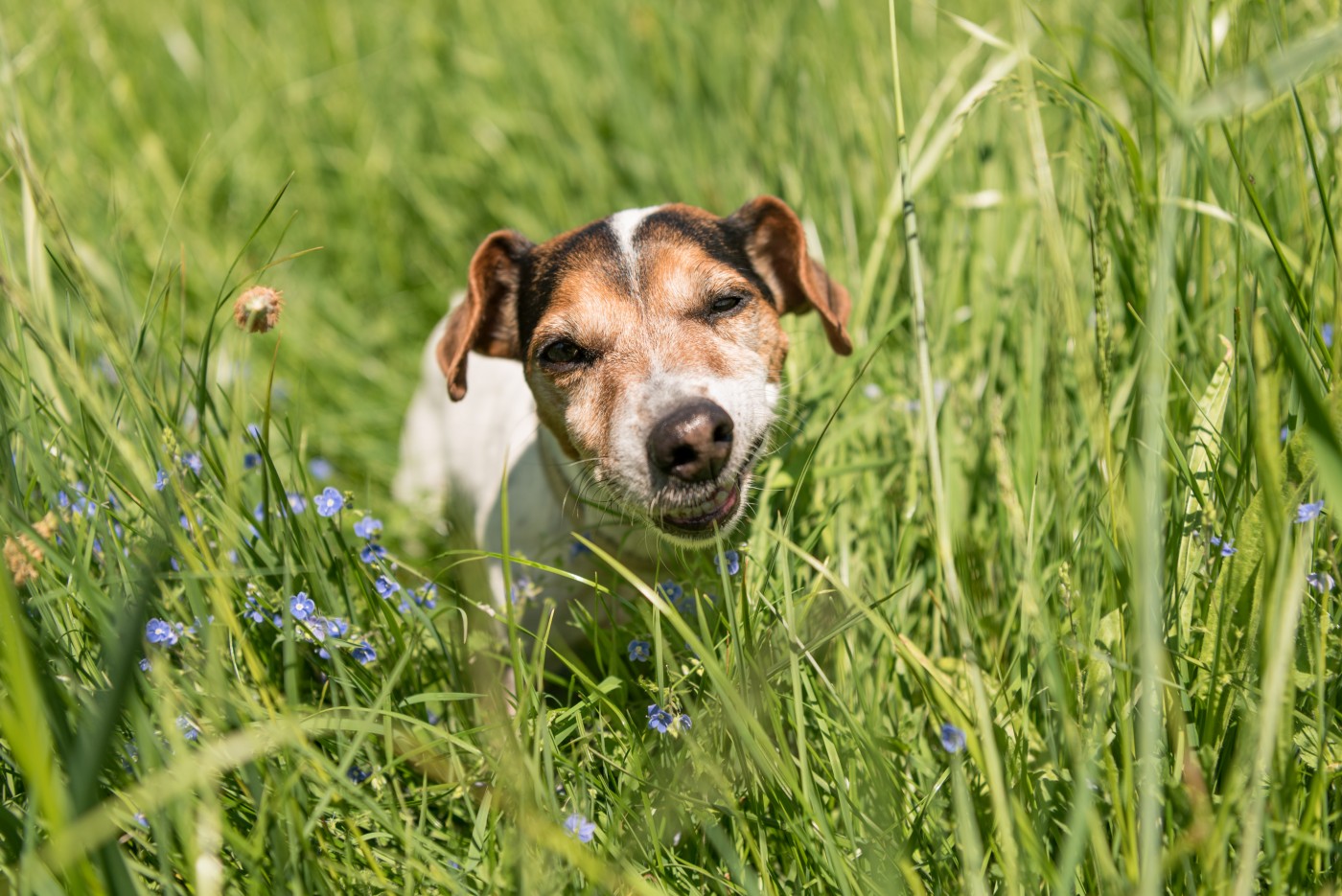 Mon chien mange de l