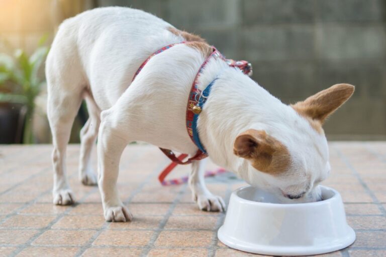 alimentation du chihuahua