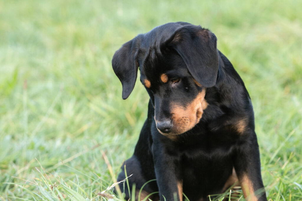 beauceron Beauceron