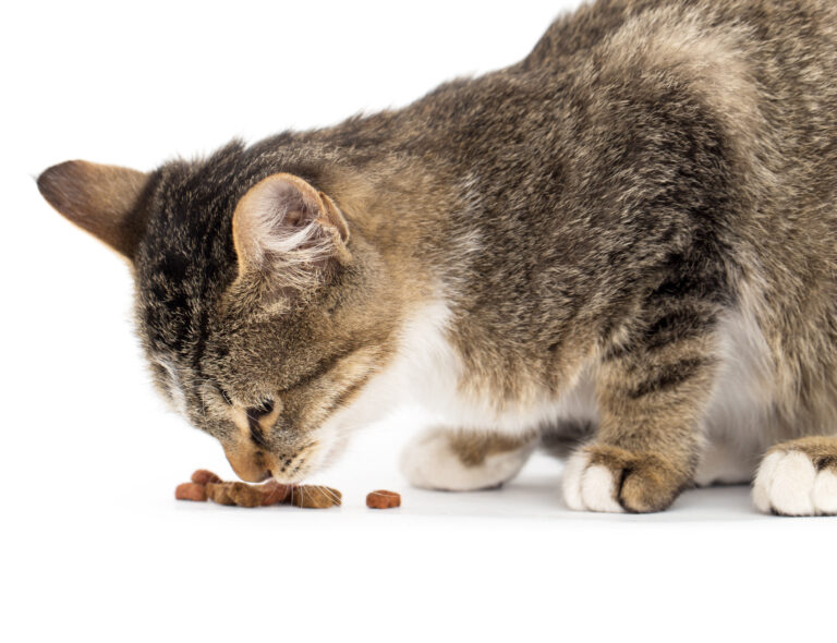 Tout sur les besoins nutritionnels et l'alimentation du chat