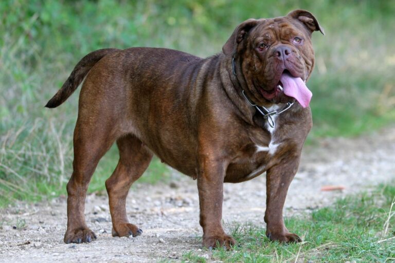 leavitt bulldog qui fait une grimace