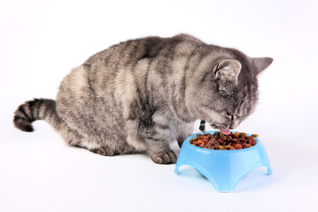 chat qui mange de la nourriture pour chat stérilisé