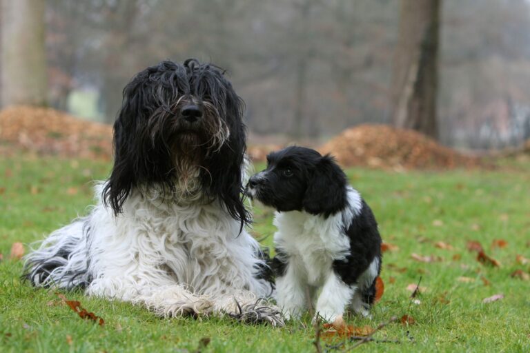 schapendoes et son chiot