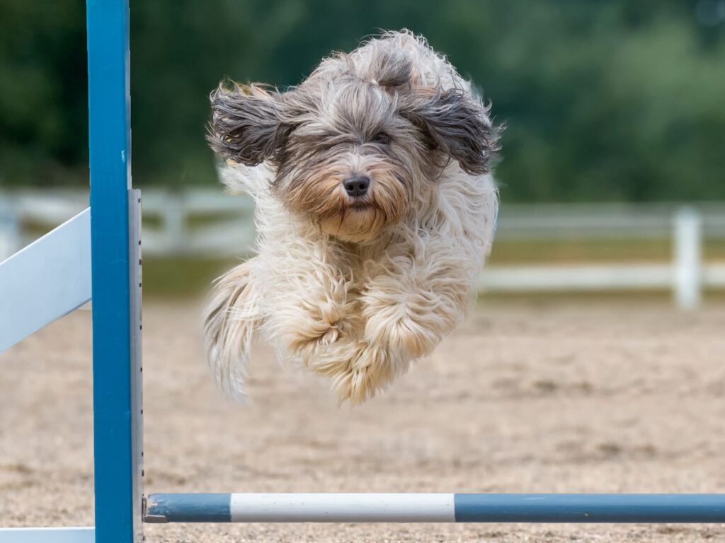 schapendoes qui fait de l'agility