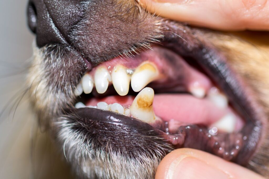 chien avec une mauvaise dentition