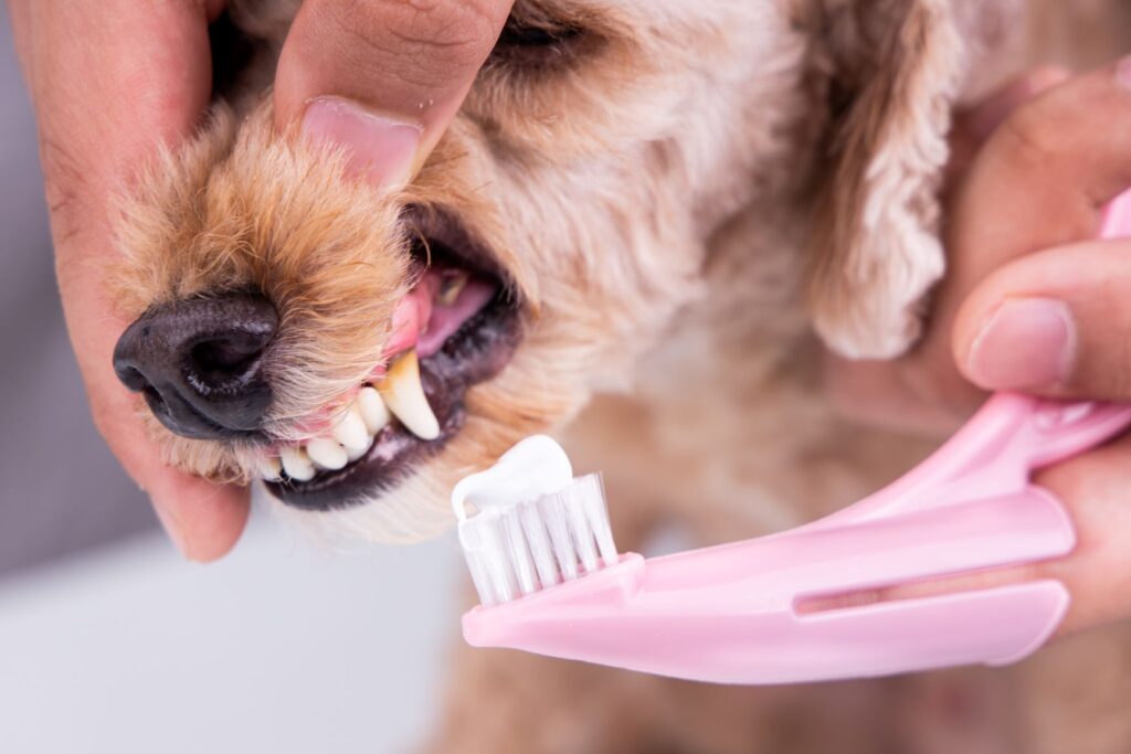 brosse à dent spéciale pour chien