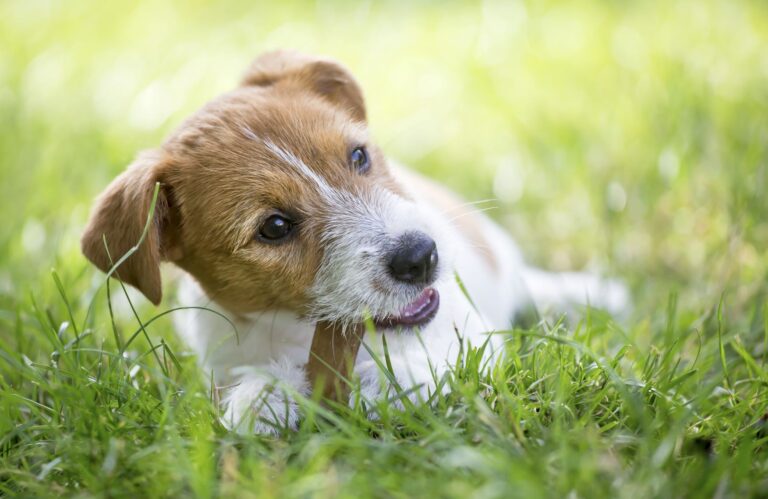 Bien choisir la brosse de son chien - Magazine zooplus