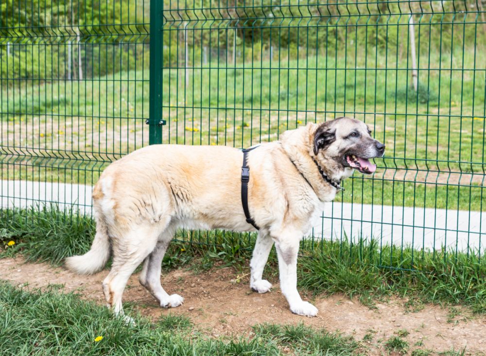 berger kangal