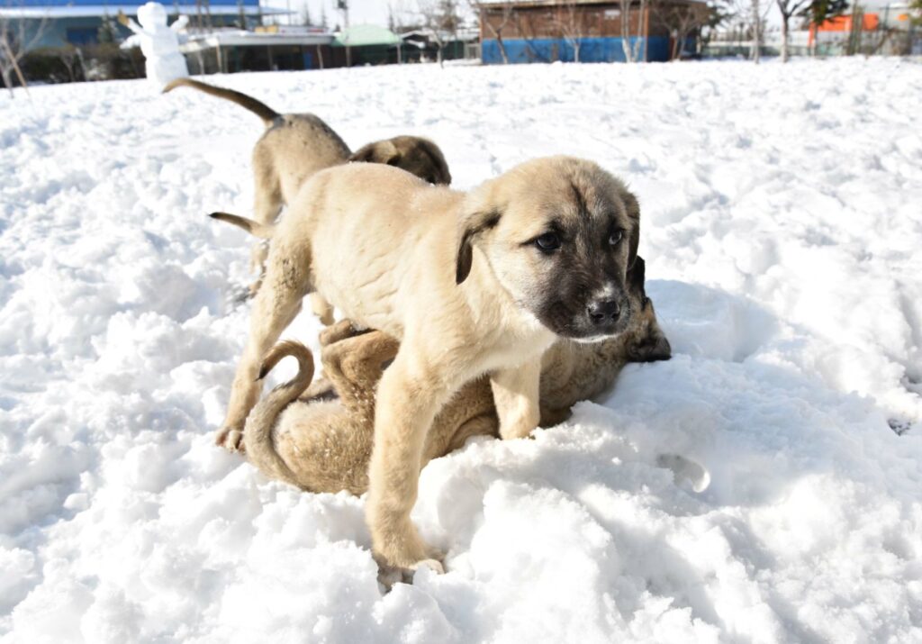 chiots kangal