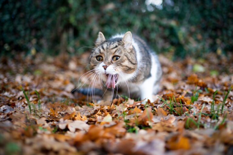 chat empoisonné qui vomit