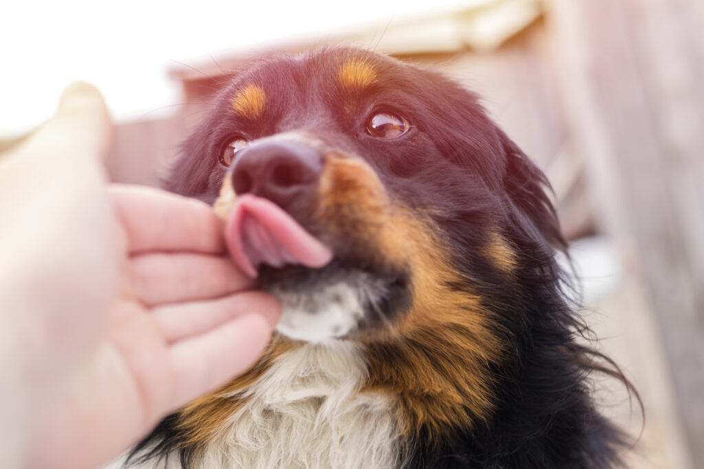 chien qui lèche une main