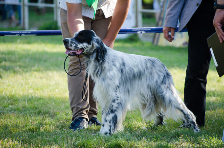 Setter anglais debout dans l'herbe