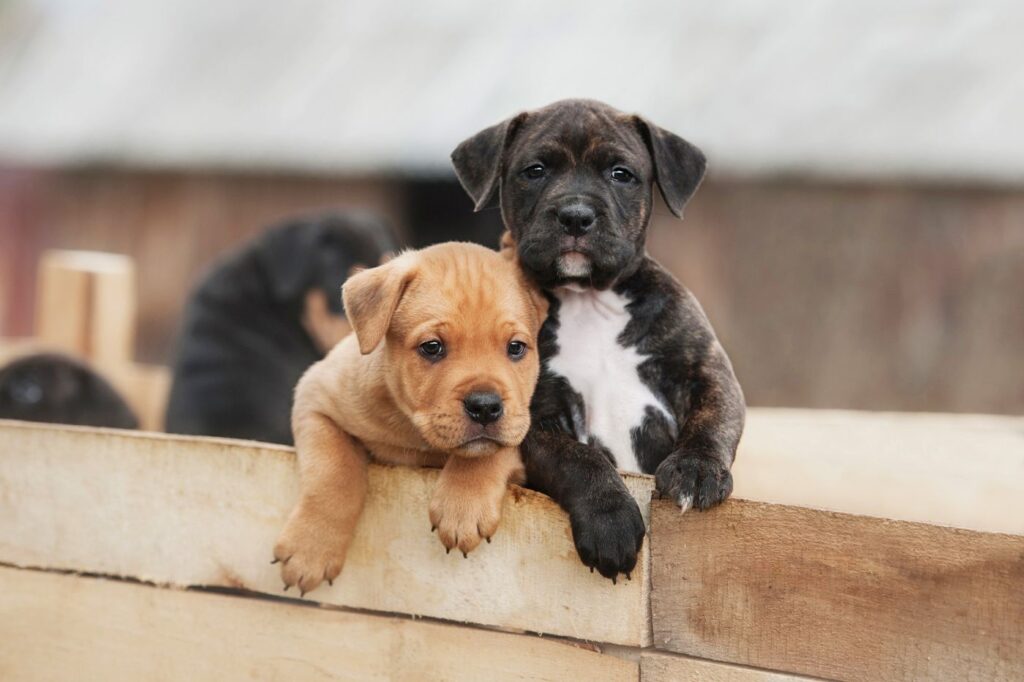 chiot amstaff