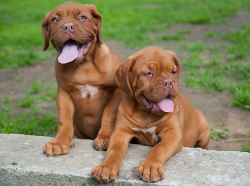 deux chiots dogue de bordeaux