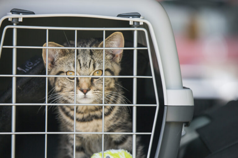 chat dans une cage de transport pour la voiture