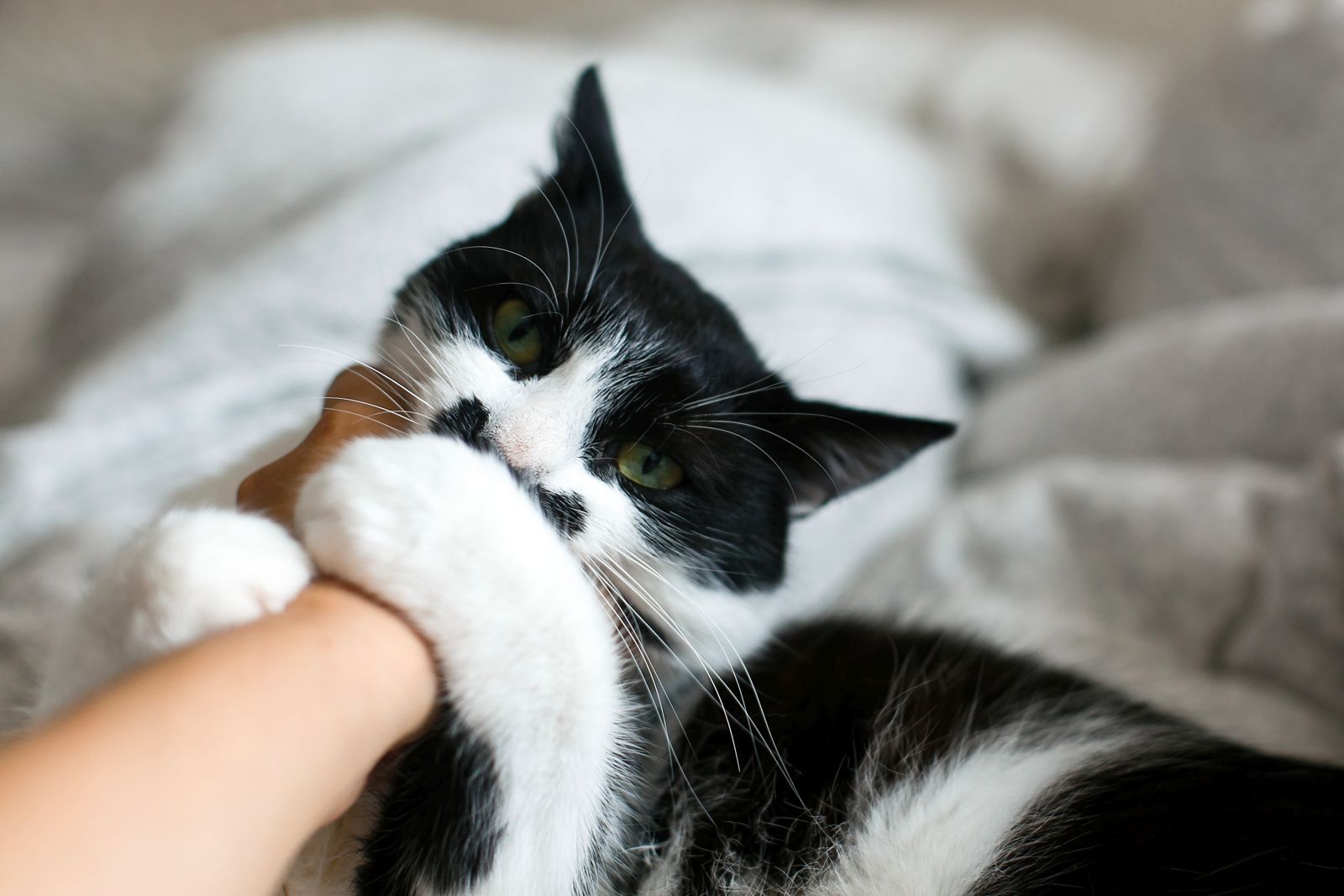Morsure de chat quand fautil s
