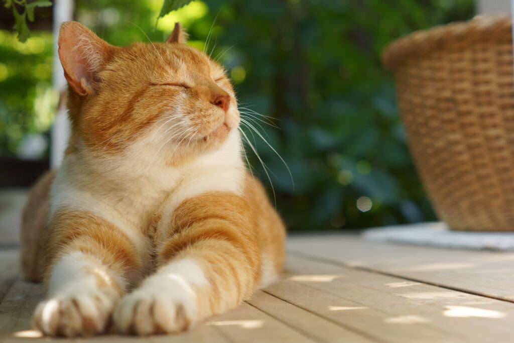 chat heureux qui ferme les yeux chat heureux qui ferme les yeux