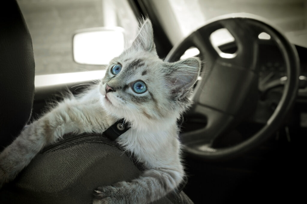 chat transporté dans une voiture